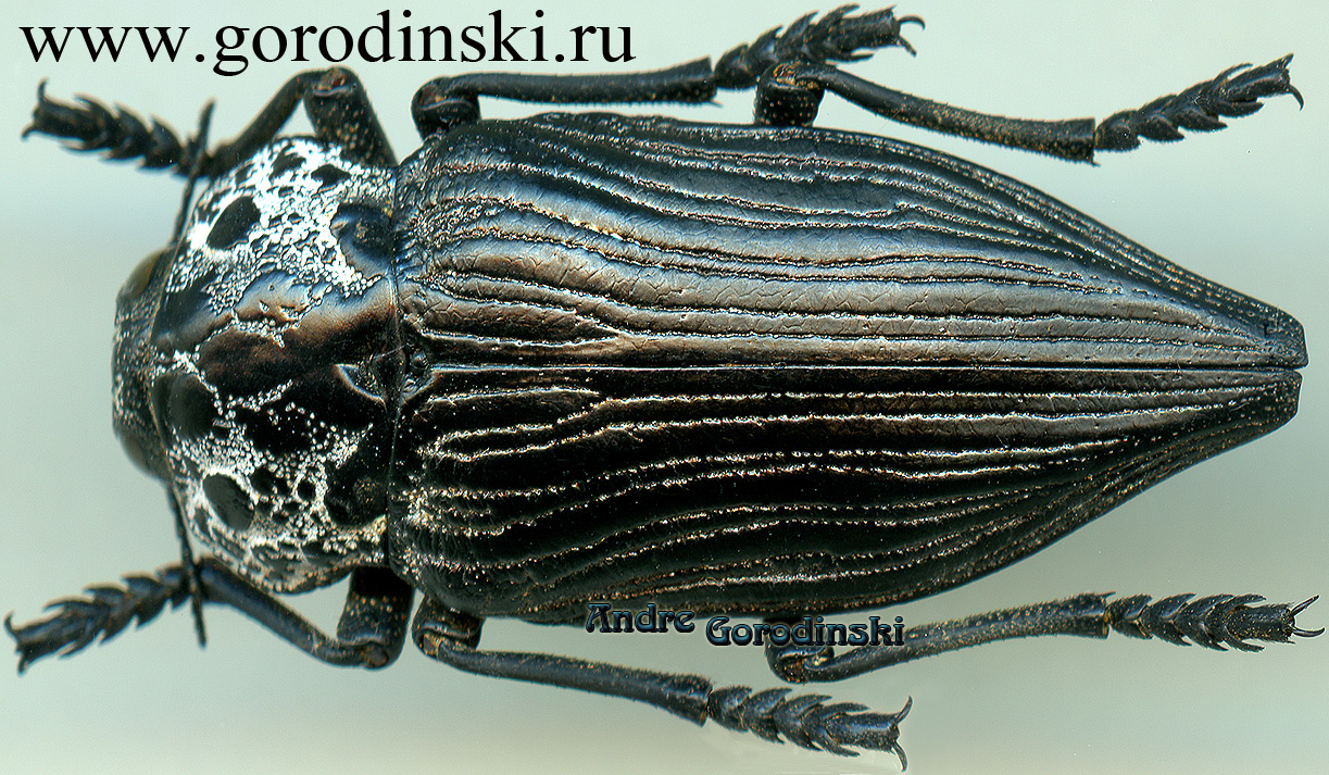http://www.gorodinski.ru/buprestidae/Capnodis parumstriata.jpg